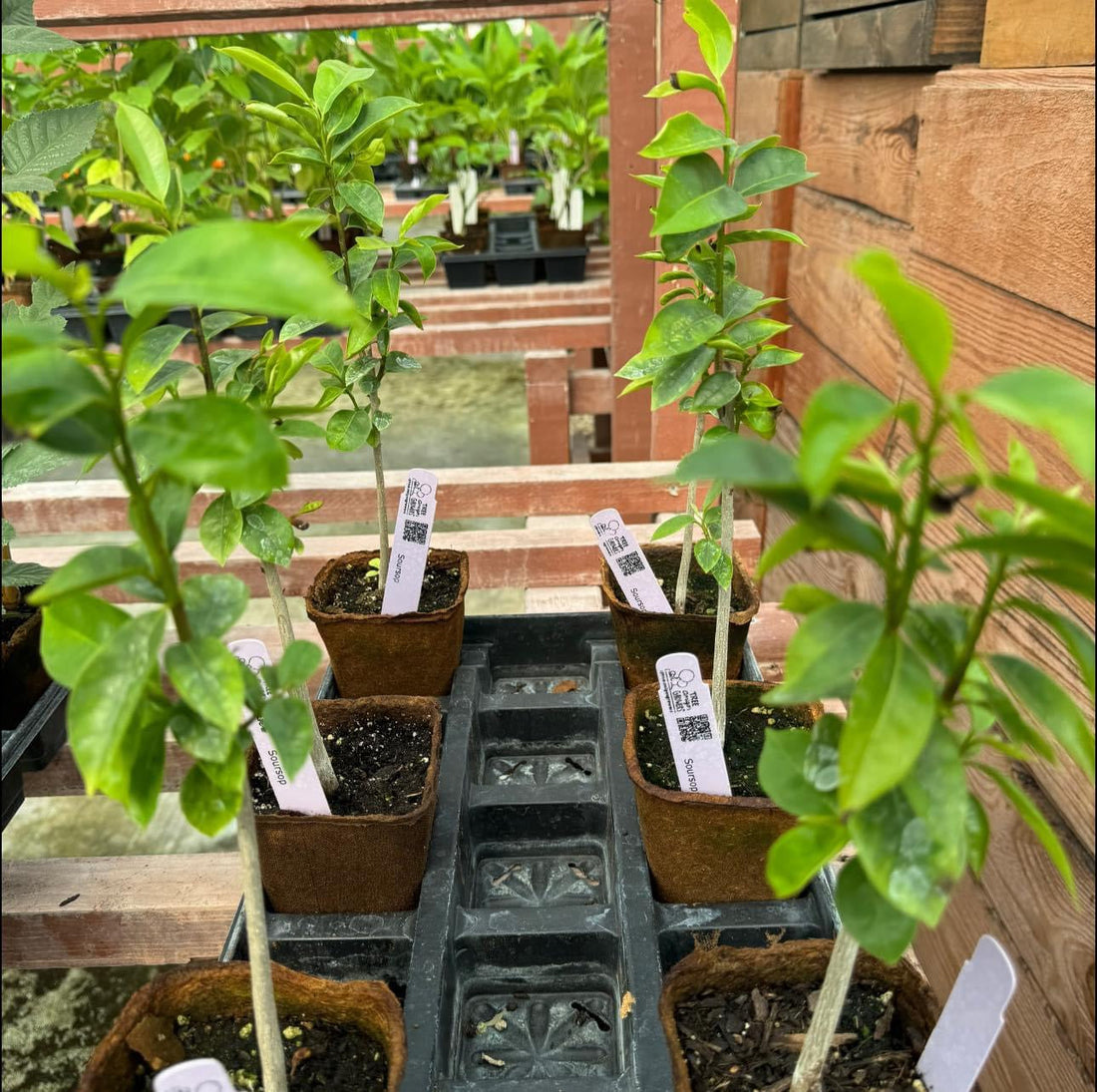 Sirsak Ratu Soursop Tree — 1 Gallon I