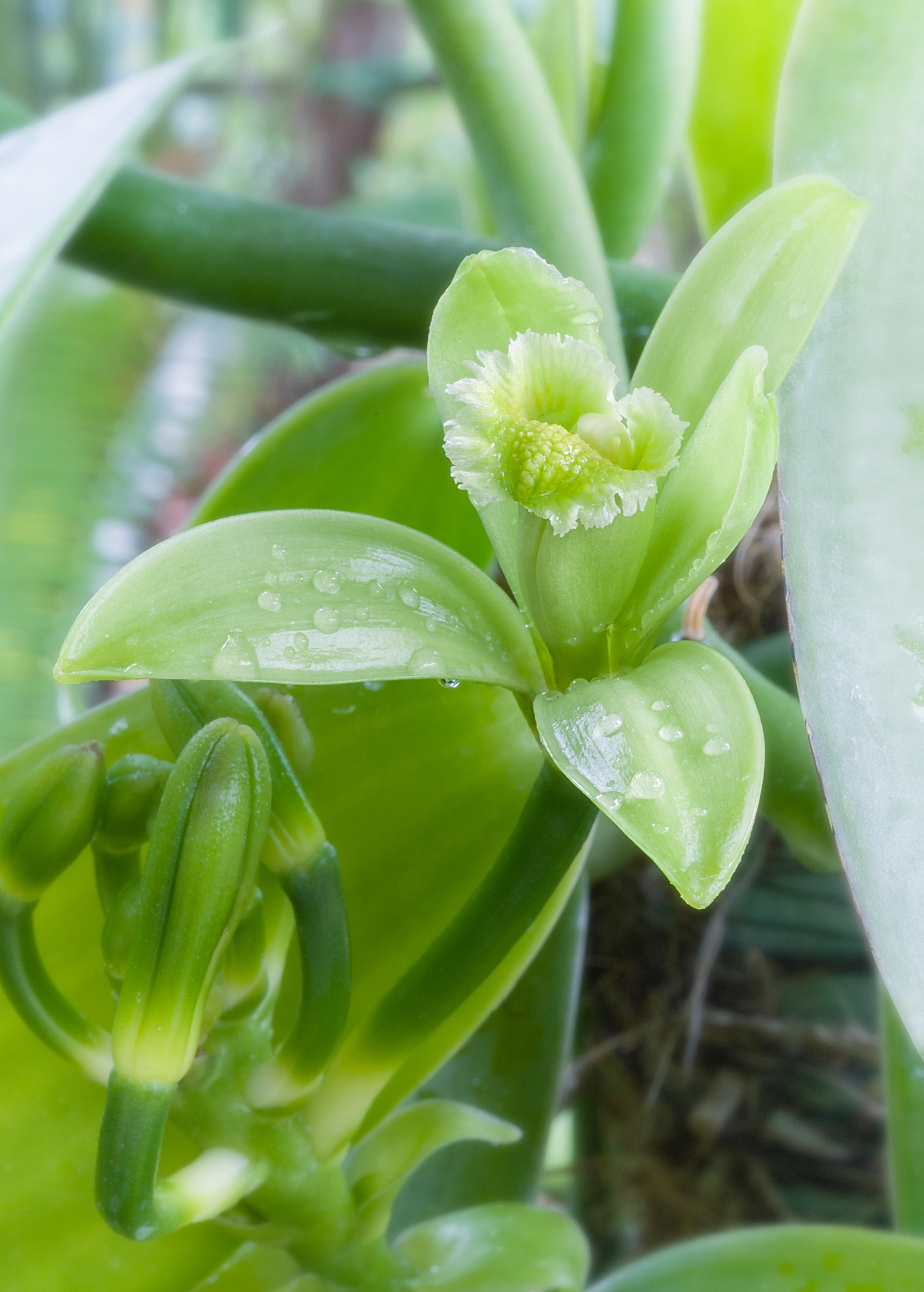 Vanilla Bean Orchid (Vanilla planifolia)
