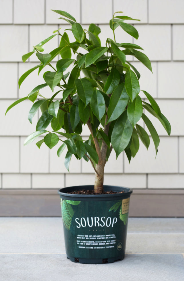 Sirsak Ratu Soursop Tree — 1 Gallon I