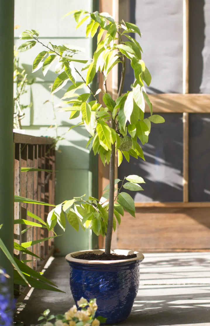 Sirsak Ratu Soursop Tree — 1 Gallon I