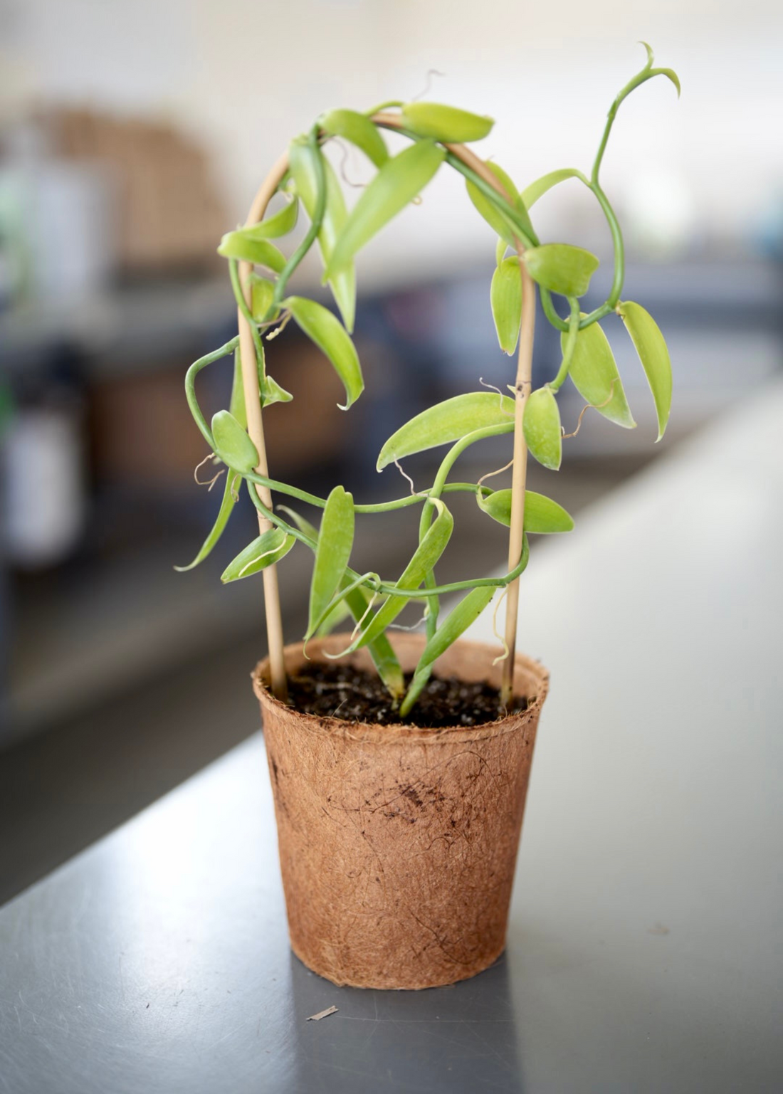Vanilla Bean Orchid (Vanilla planifolia)
