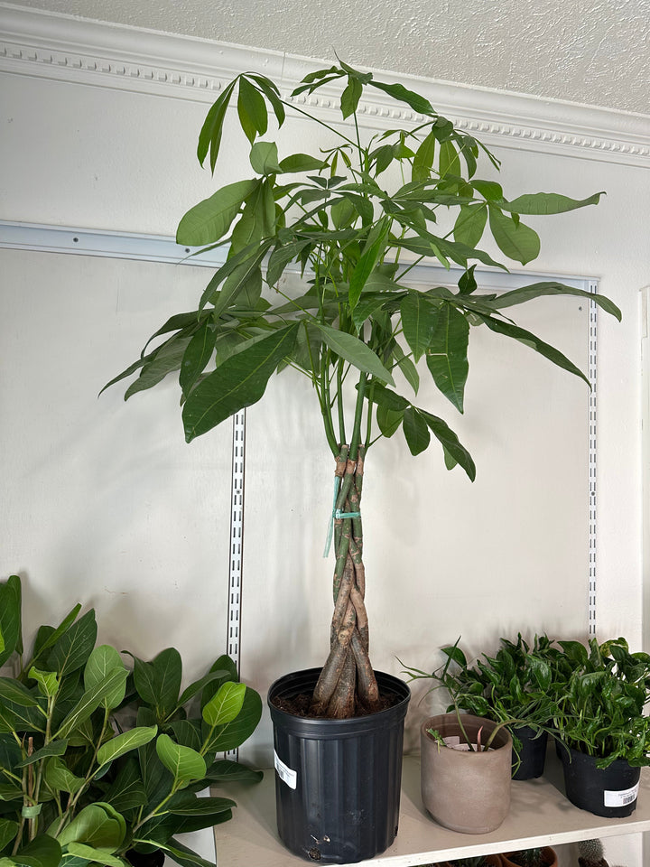 Money Tree Pachira Braid – Guiana Chestnut