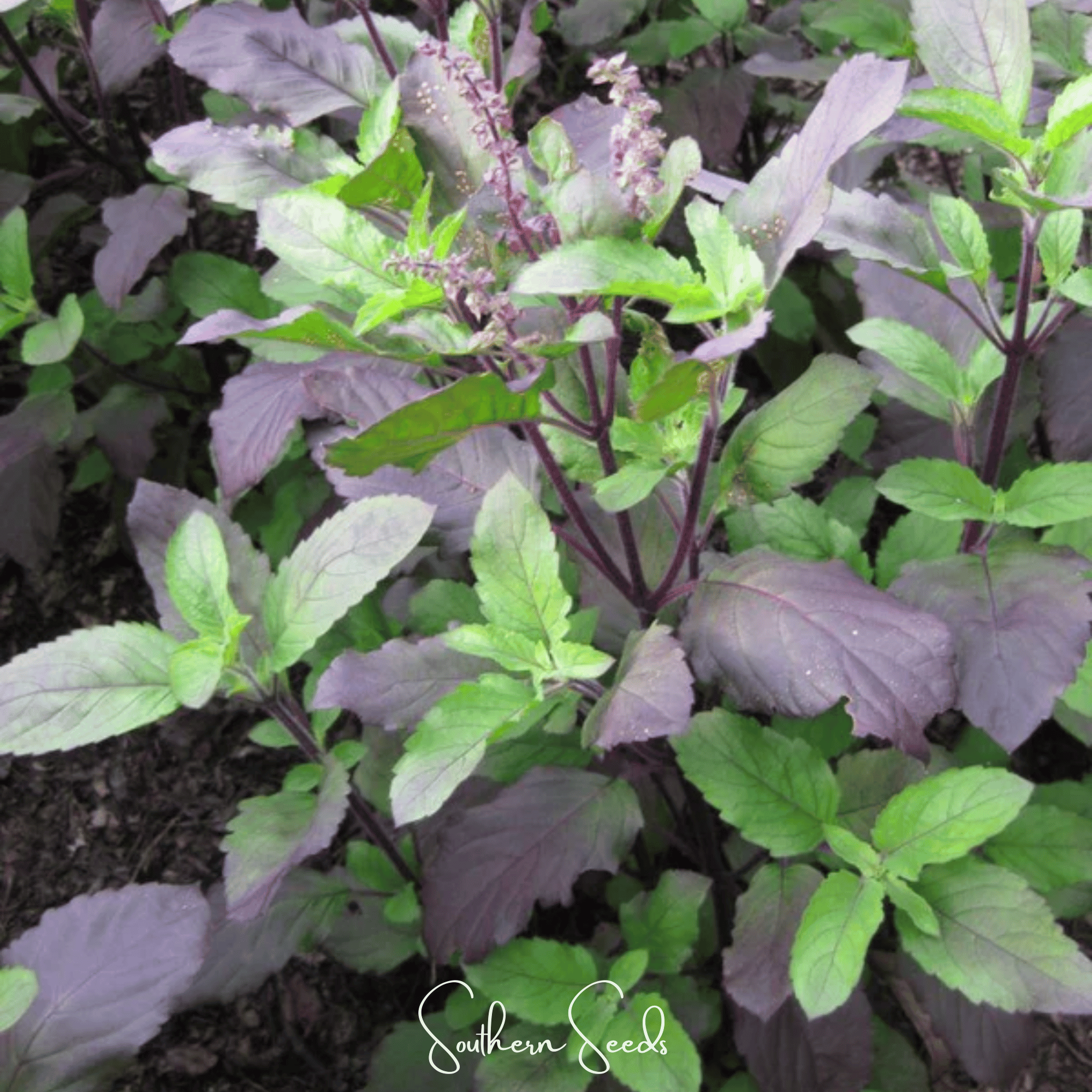 Red Holy Basil – 250 Seeds