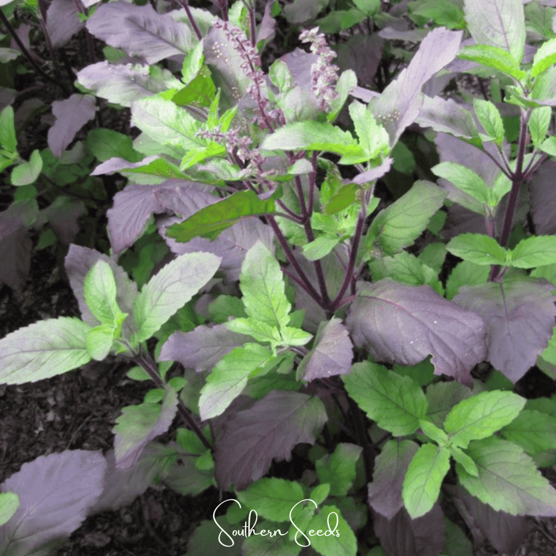 Red Holy Basil – 250 Seeds