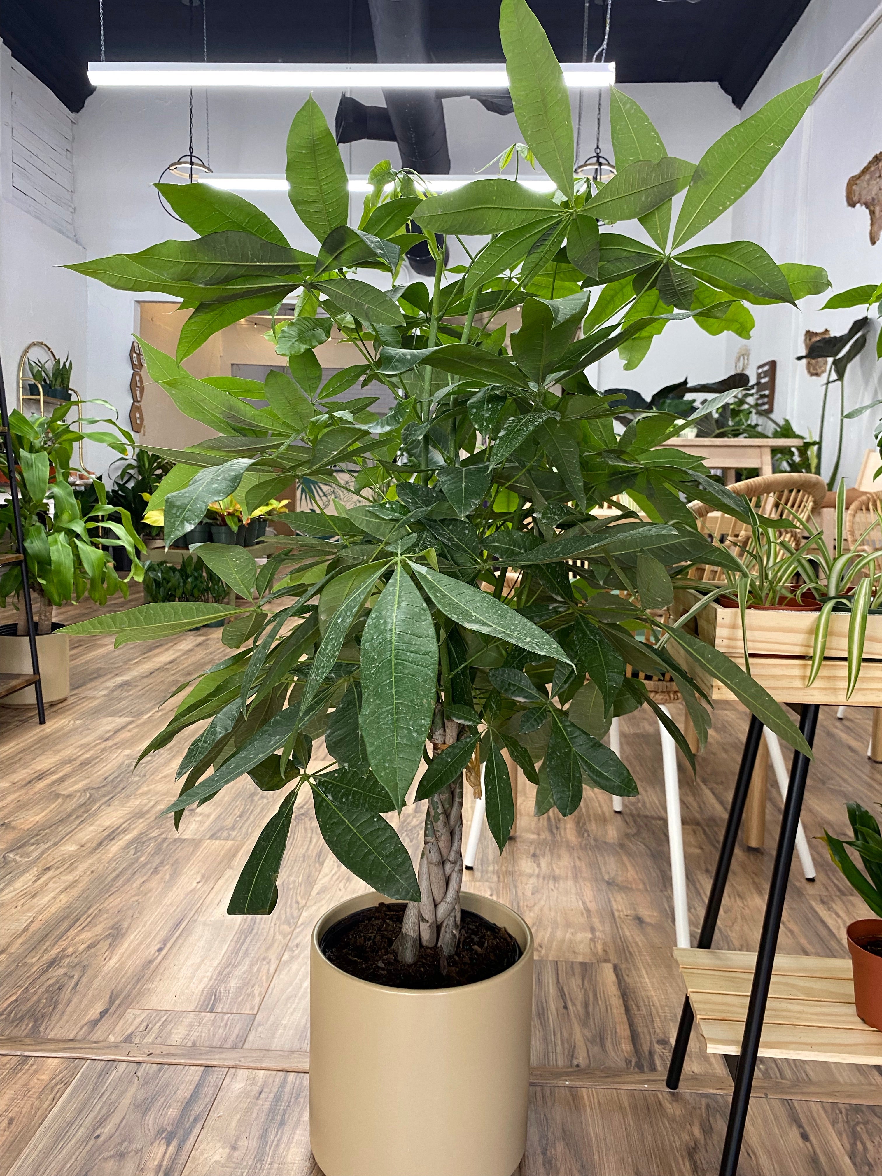 Pachira Braid "Money Tree"