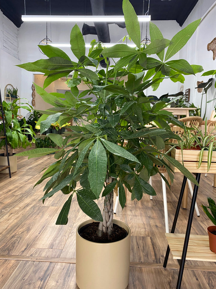Pachira Braid "Money Tree"