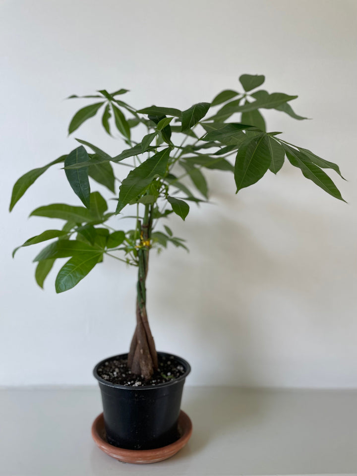 Money Tree Pachira Braid – Guiana Chestnut