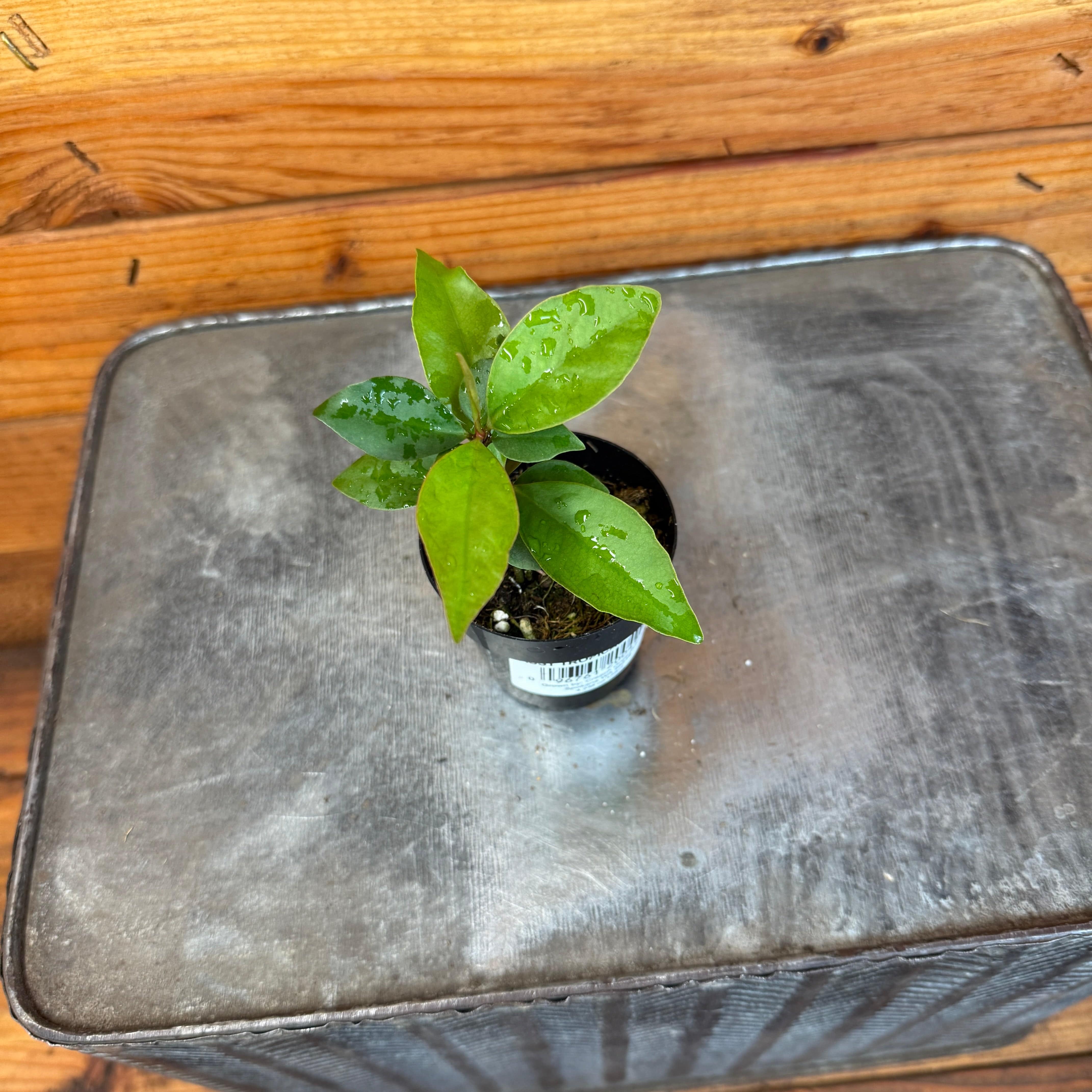 Ardisia humilis, 2" Plant