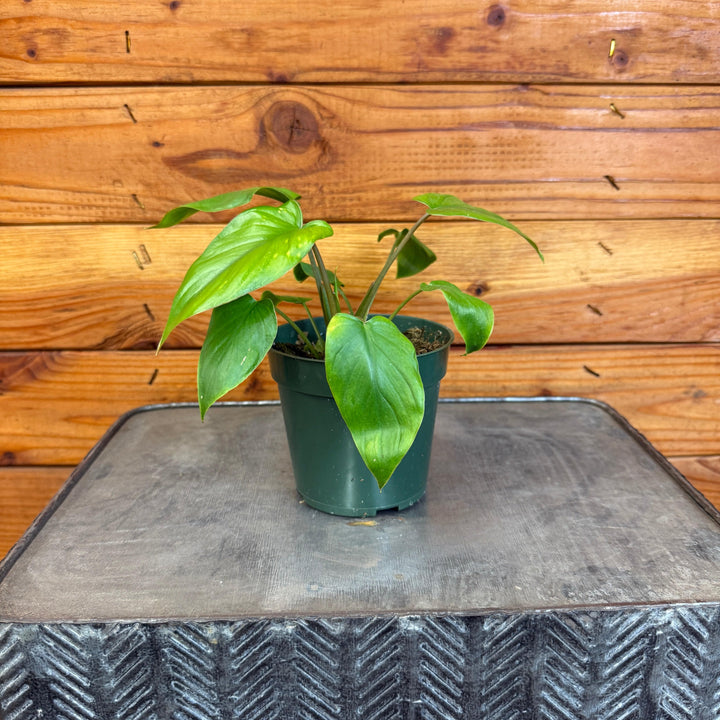 Homalomena Yellow Variegated, 4" Plant