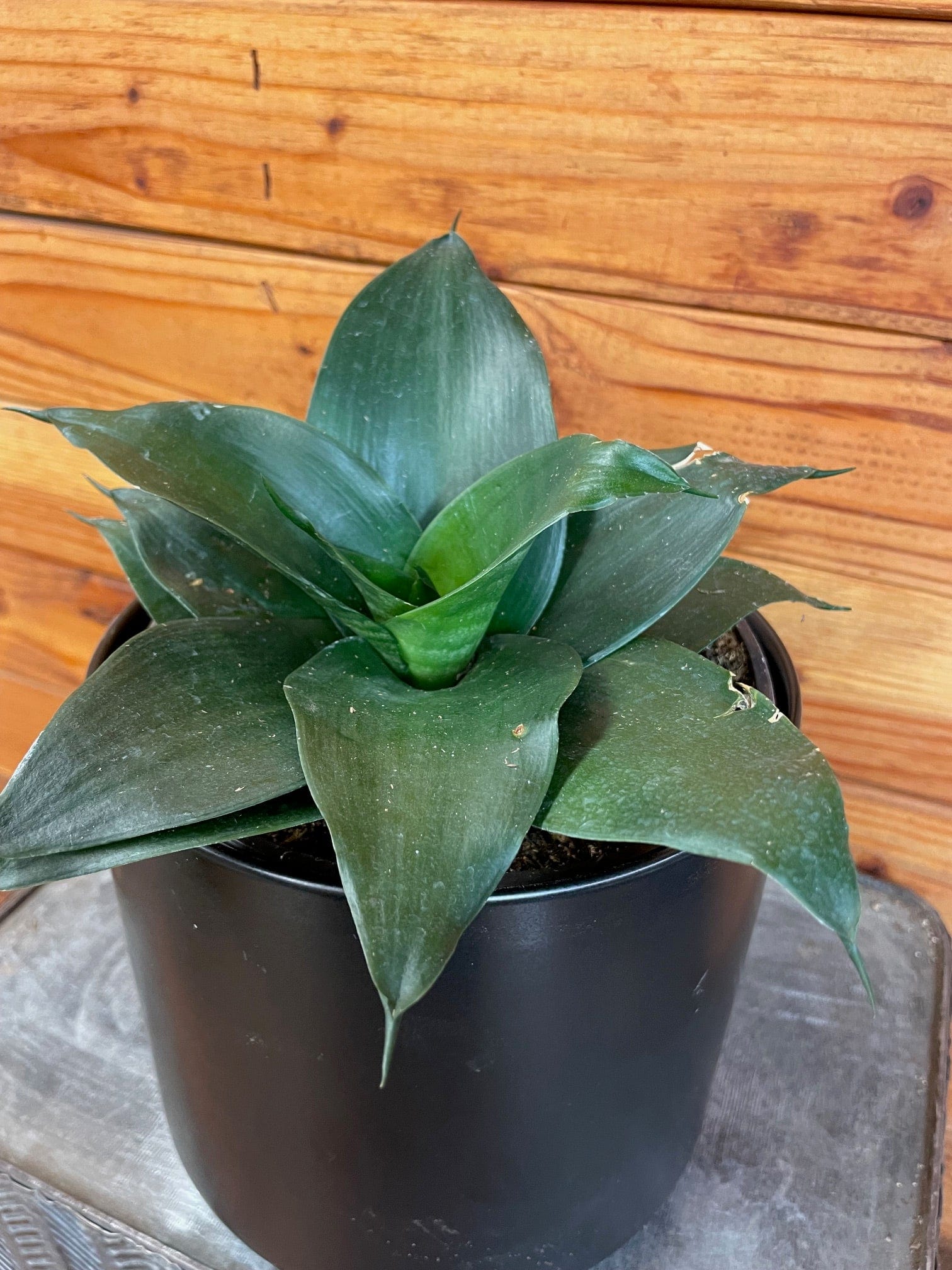 Sansevieria Black Jade Hahnii, 6" Plant