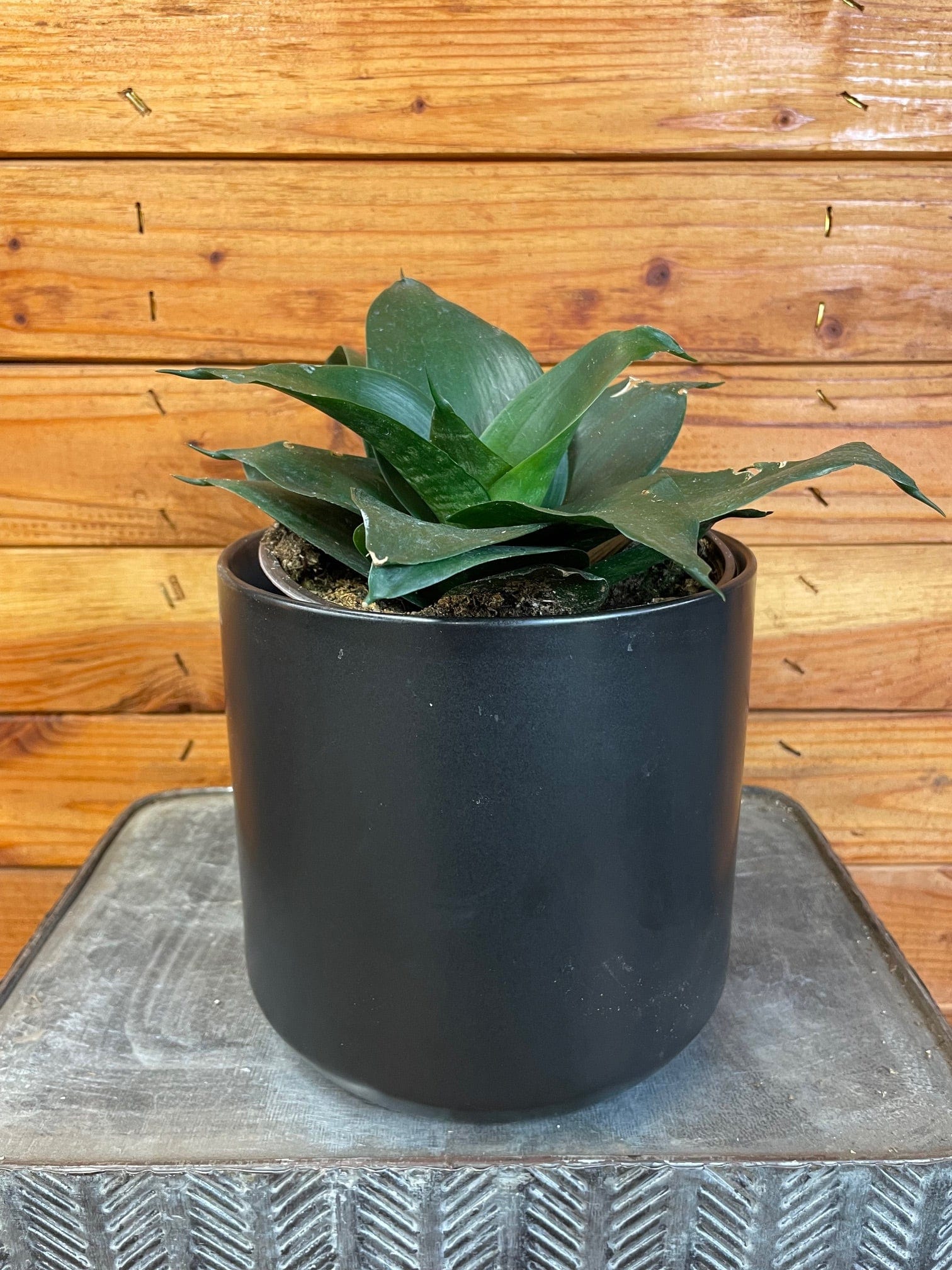 Sansevieria Black Jade Hahnii, 6" Plant