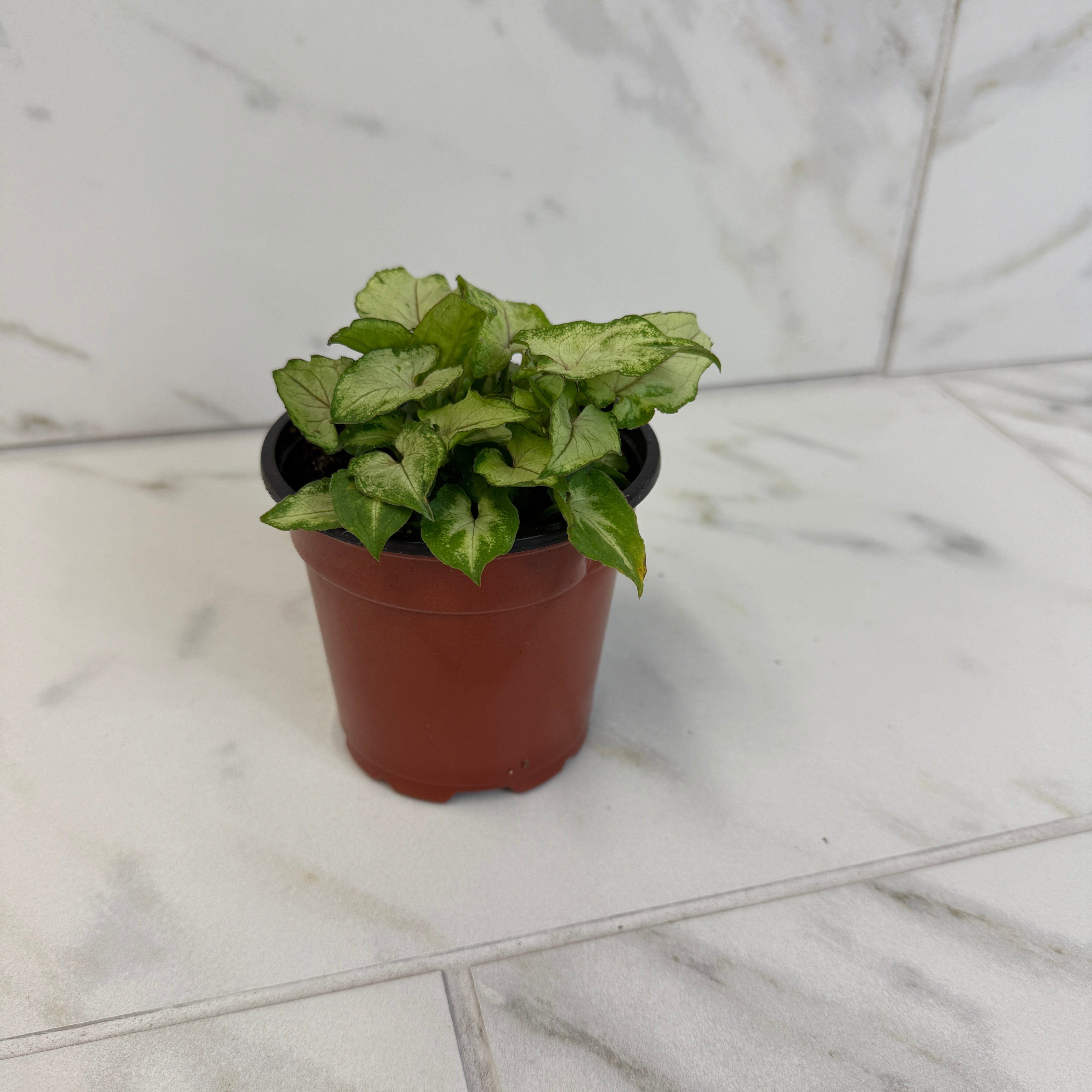 Syngonium Yami Red Wine, 4" Plant